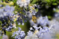 /album/macro/a0026296-ok-jpg/